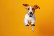 A Dog Jumping On An Orange Background