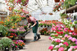 Gardener works in a greenhouse in a flower shop