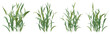 3d illustration of green avena sativa plant on transparent background