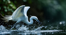 Close Up Of Egret Catching Fish