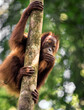 Crouching orangutan ( Bukit Lawang, Sumatra)