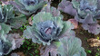 purple cabbage plant seen from above in the middle of a planted field