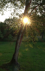 Sticker - Baum im gegenlicht