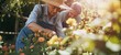 Elderly couple tending to garden flowers in sunlight. Aging together and leisure.