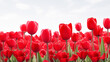 red tulips  in the field 