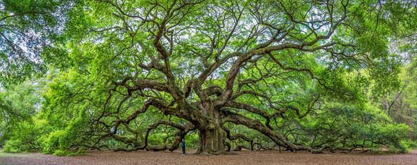 The famous Angel Oak, located outside of Charleston, South Carolina. The tree is at least 400 years old. The tree shades an area measuring 17,200 square feet, and the longest branch is 187 feet long. 