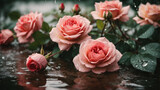 Fototapeta Kwiaty -  pink rose with water drops ai image 