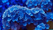 Close Up Of Blue Hydrangea Flowers In The Morning With Dew In The Petals