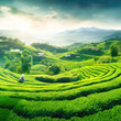 © Aqsapics - Green tea agriculture field