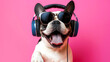 french bulldog with headphones and sunglasses loves music pink backdrop
