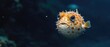 A Blowfish Or Diodon Holocanthus Swimming Gracefully In The Deep Sea. Сoncept Underwater Ecosystem, Marine Wildlife, Graceful Aquatic Creatures, Deep Sea Exploration, Vibrant Undersea Colors
