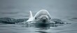 An Elegant And Playful Beluga Whale Gracefully Glides Through The Water. Сoncept Marine Life, Underwater Beauty, Graceful Animals, Beluga Whales, Playful Movements