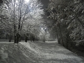 Wall Mural - snow covered road