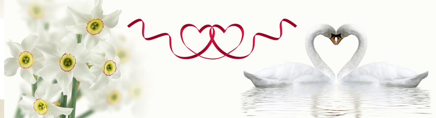 Wall Mural - Two swans form a heart shape with their necks