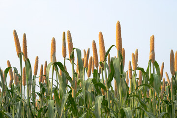  Beautiful millet field. Millet is rich in potassium a mineral that supports healthy kidney and heart function. Potassium also plays a role in nerve signal transmission.