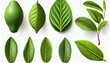 Set of avocado tree leaf isolated on white background. Full Depth of field background, Ai generated image
