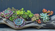 Succulents arrangements in a driftwood planter, concept of terrarium design, graceful table decoration.