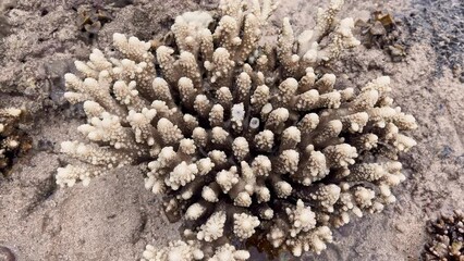 Wall Mural - exposed reefs at low tide, corals of unusual shape, the resulting pool among corals at low tide, the coast of Thailand