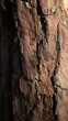 Baumrinde Hintergrundbild natur wald beschaffenheit dezent isoliert abstrakt detail baum stamm ritze spalte ringe