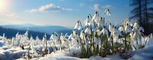 Snowdrops Flowers In Snow Under Blue Sky