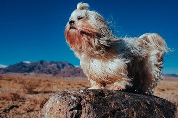 Wall Mural - Shih tzu dog sitting on stone in windy weather on mountains background