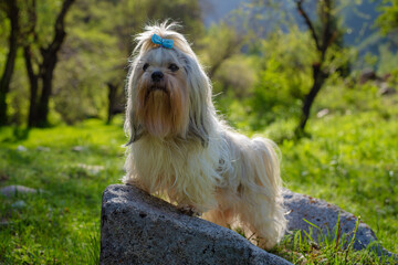 Wall Mural - Shih tzu dog standing on stone in a summer grove