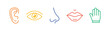 5 five types sense. Нuman nervous system line icons color set. Eye, nose, ear, hand, mouth. Sight, smell, hearing, touch, taste concept. Vector 