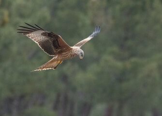 red kite looking for its next prey from the air	