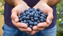 A Close Up Shot Captures A Person S Hands Holding A Bunch Of Blueberries
