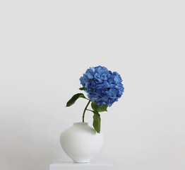 Sticker - Blue hydrangea flower in white vase on gray wall. Minimalist still life.