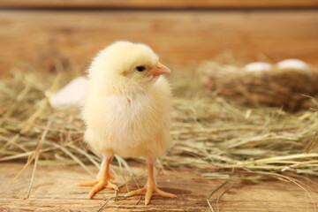 Poster - Cute little chick on wooden background