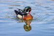 Wood duck swimming in a Lake