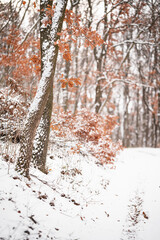 Wall Mural - Pathway in the forest in winter