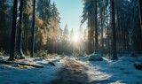 Fototapeta Na ścianę - Beautiful winter forest landscape with trees covered with hoarfrost and snow