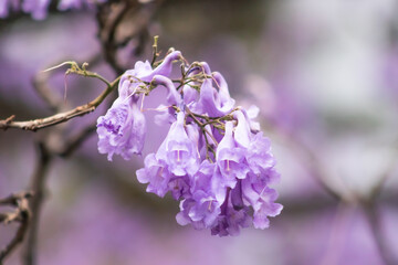 hermosa planta flor violeta en primavera