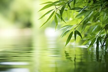 Bamboo Setting Reflective Water And Lush Foliage