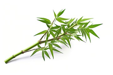 Poster - Green bamboo isolated on white with clipping path