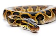 Isolated amethystine python snake on white background