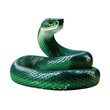 a green snake with a white background