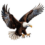 Fototapeta  - a bald eagle with spread wings