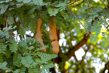 Sticker - Tamarind fruits on the tree