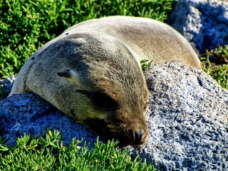 Sticker - Galápagos Islands