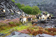 sheep in the mountains 2