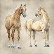 An illustrated character sheet for palomino horses. 