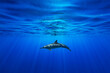 canvas print picture - A single bottlenose dolphin swims just below the surface as sun rays penetrate the vibrant blue water