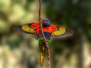 Canvas Print - Lorikeet Cross