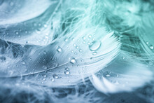 Fluffy Feathers With Water Drops As Background, Closeup. Color Toned