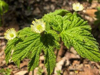 Wild Goldenseal (Hydrastis canadensis) growing in forest