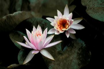 Wall Mural - pink water lilies