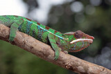 Fototapeta Zwierzęta - Female chameleon panther on a tree branch